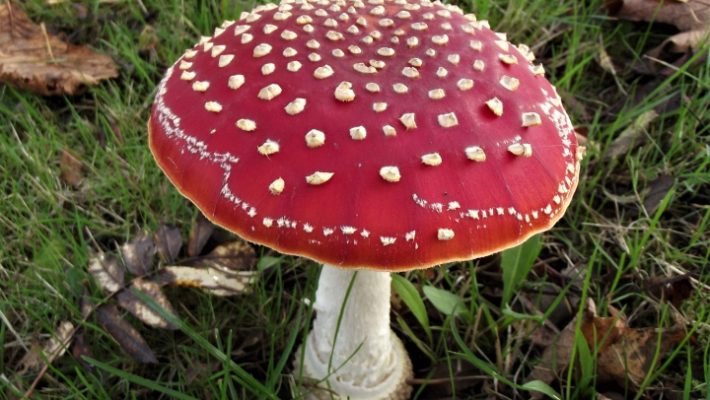 Amanita Muscaria Muscimol Explained