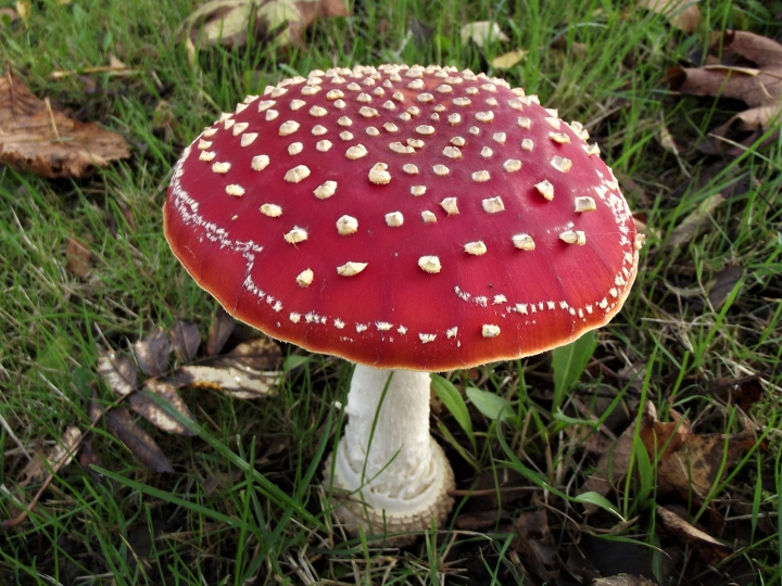 Amanita Muscaria Muscimol Explained