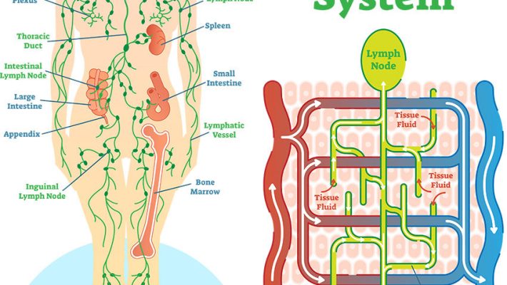 The benefits of lymphatic drainage